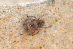Aelurillus dubatolovi