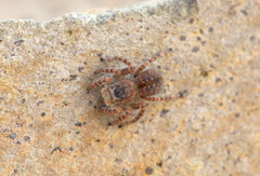 Aelurillus dubatolovi