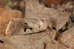 Orthosia gothica