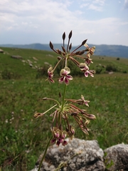 Pelargonium schlechteri