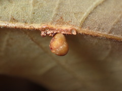Atrusca brevipennata