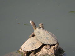 Graptemys pseudogeographica