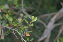 Cercocarpus minutiflorus