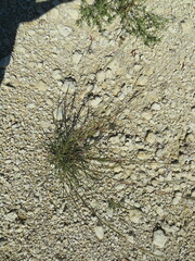 Bothriochloa laguroides