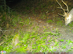 Cervus nippon centralis