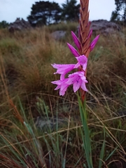 Watsonia densiflora