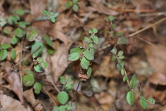 Lonicera subspicata denudata