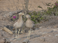 Burhinus superciliaris
