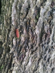 Plateros letourneuri