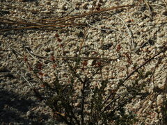 Eriogonum wrightii membranaceum