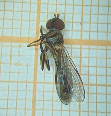 Spheginobaccha