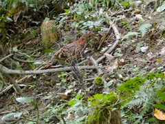 Syrmaticus soemmerringii