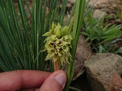 Orthochilus foliosus