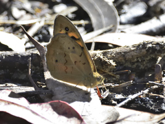 Heteronympha merope