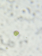 Chlamydomonas