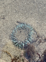 Anthopleura