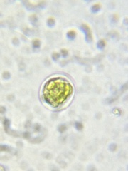Chlamydomonas