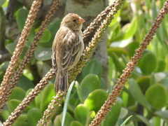 Sporophila telasco