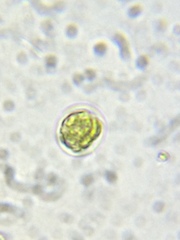 Chlamydomonas