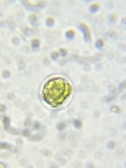 Chlamydomonas