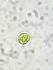 Chlamydomonas