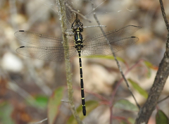Eusynthemis nigra