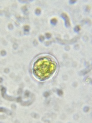 Chlamydomonas