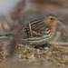 Pipits - Photo (c) Greg Lasley, some rights reserved (CC BY-NC), uploaded by Greg Lasley