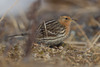 Pipits - Photo (c) Greg Lasley, some rights reserved (CC BY-NC), uploaded by Greg Lasley