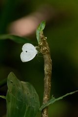 Neopithecops zalmora