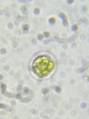 Chlamydomonas