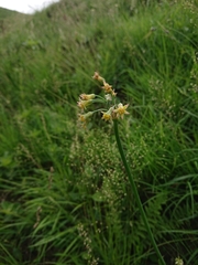 Tulbaghia