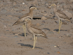 Burhinus superciliaris