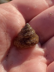 Calliostoma tricolor