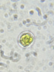 Chlamydomonas