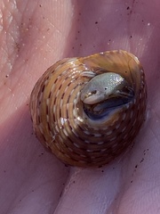 Calliostoma tricolor