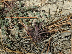 Pedicularideae