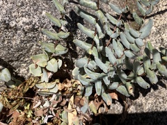 Pellaea bridgesii