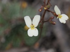 Stylidium piliferum