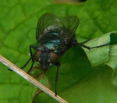 Protophormia terraenovae