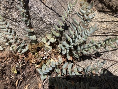 Pellaea bridgesii