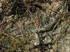 Eriogonum wrightii membranaceum