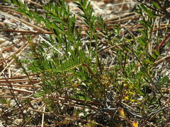 Astragalus douglasii