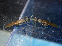 Polyrhachis armata