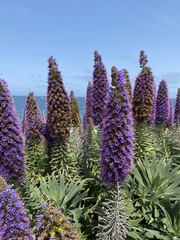 Echium candicans