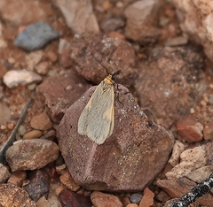 Poliodule xanthodelta