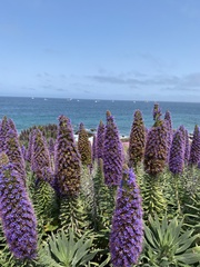 Echium candicans