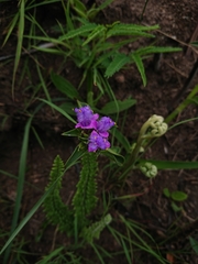 Cyanotis speciosa