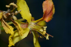 Parkinsonia aculeata