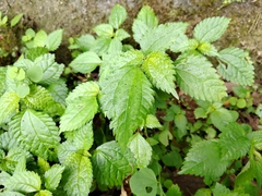 Lecanthus peduncularis